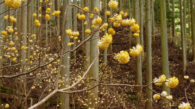 EDGEWORTHIA CRYSANTHA