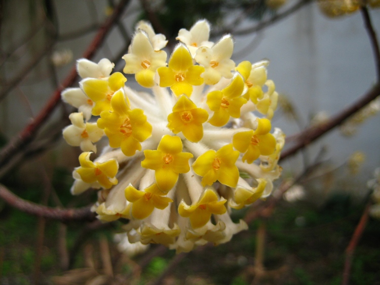 EDGEWORTHIA CRYSANTHA
