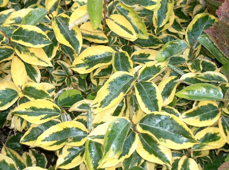 ELAEAGNUS EBBINGEI GILT EDGE