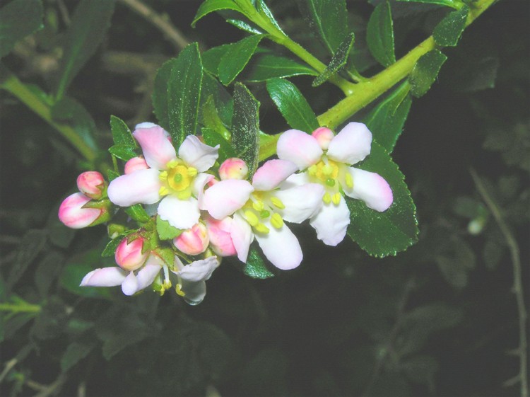 ESCALLONIA DONARD SEEDLING