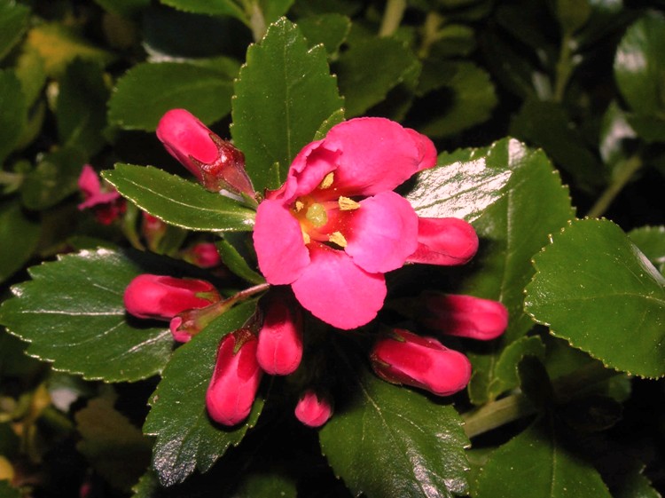 ESCALLONIA RED DREAM
