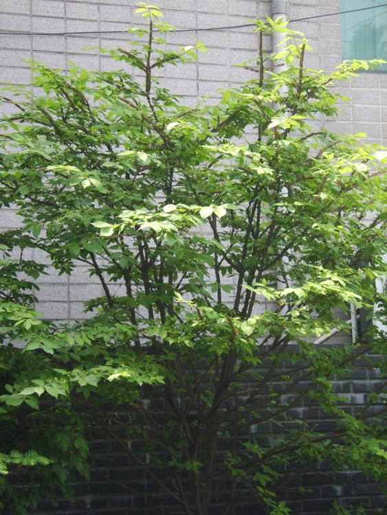 EUONYMUS ALATUS