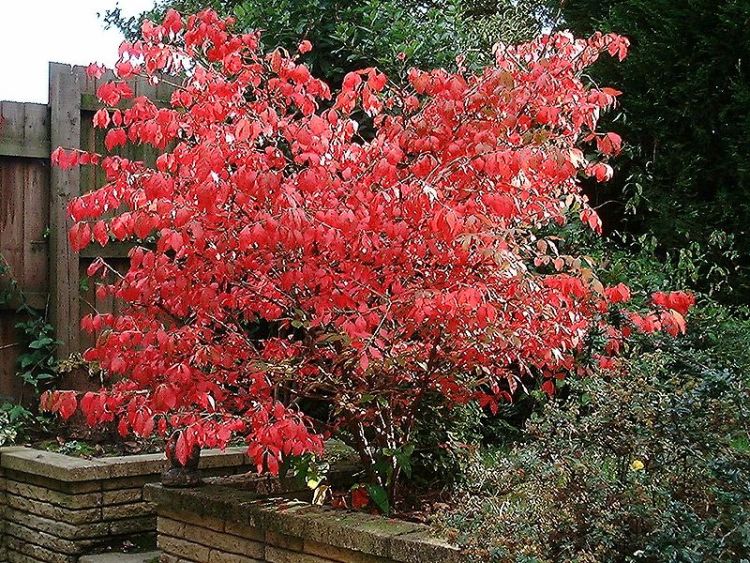 EUONYMUS ALATUS