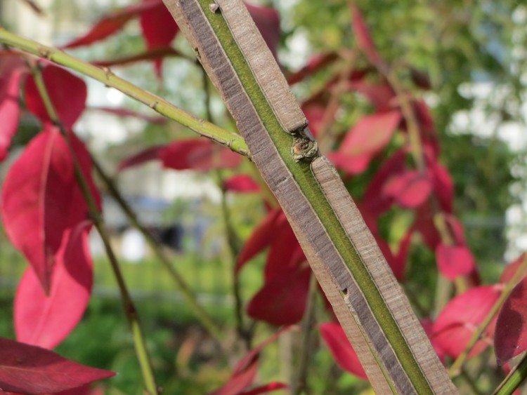 EUONYMUS ALATUS