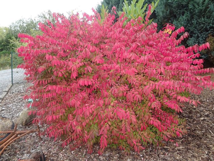 EUONYMUS ALATUS COMPACTUS