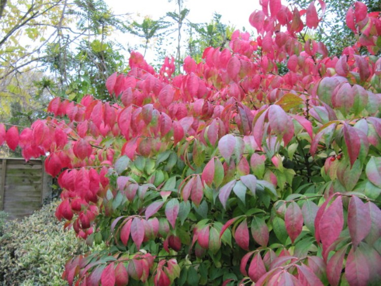EUONYMUS ALATUS COMPACTUS