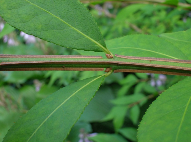EUONYMUS ALATUS COMPACTUS