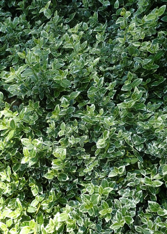 EUONYMUS FORTUNEI EMERALD GAYETHII