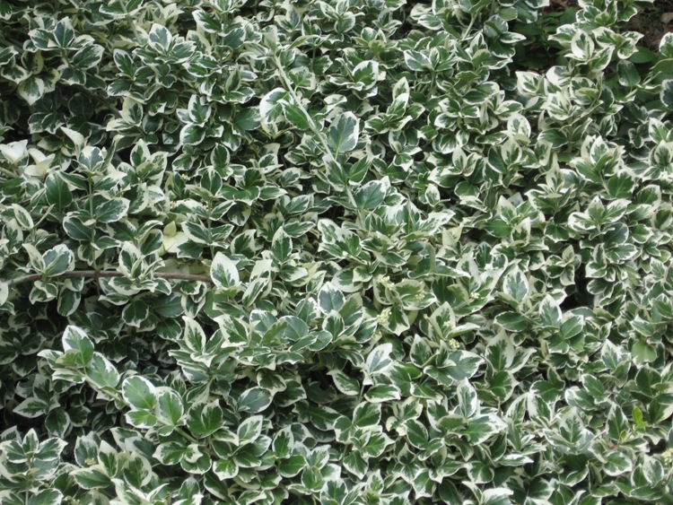 EUONYMUS FORTUNEI EMERALD GAYETHII