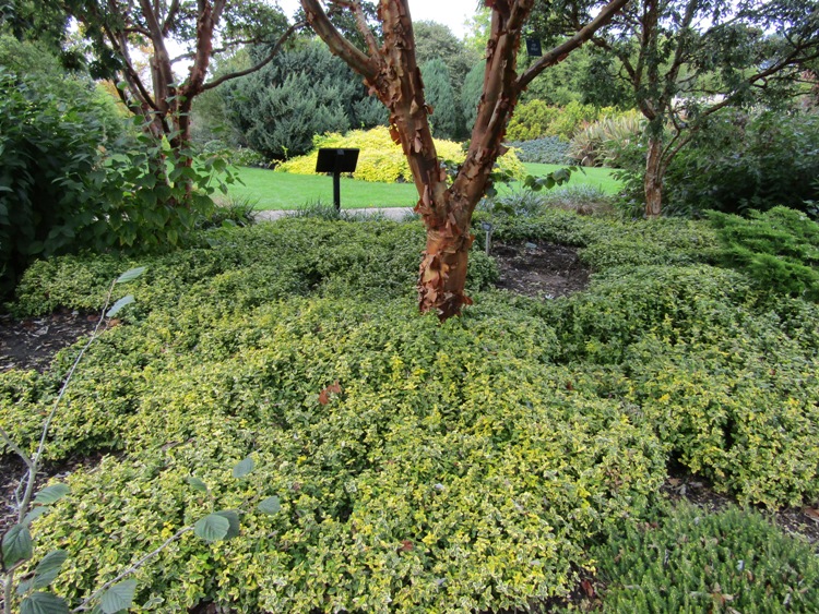 EUONYMUS FORTUNEI EMERALD GOLD