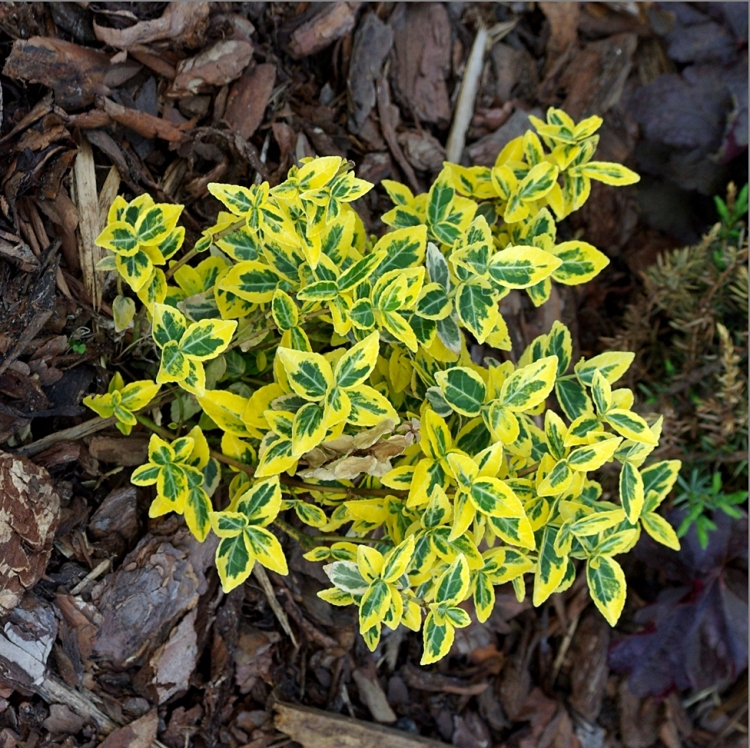 EUONYMUS FORTUNEI EMERALD GOLD