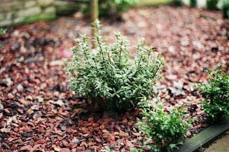 EUONYMUS JAP.MICROPHYLLUS PULCHELLUS