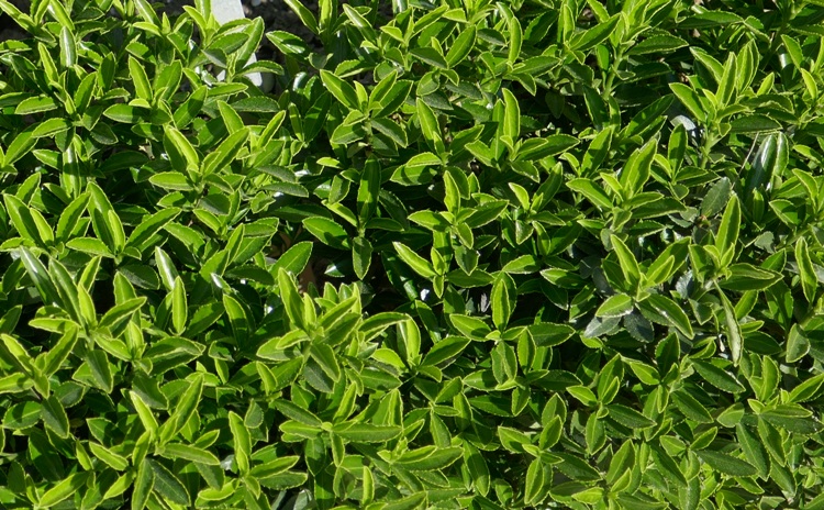 EUONYMUS JAP.MICROPHYLLUS PULCHELLUS
