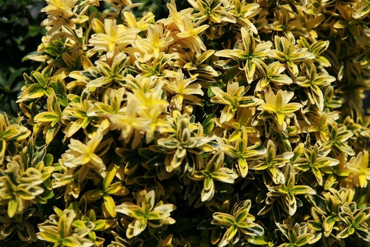 EUONYMUS JAP.MICR. AUREOVARIEGATUS