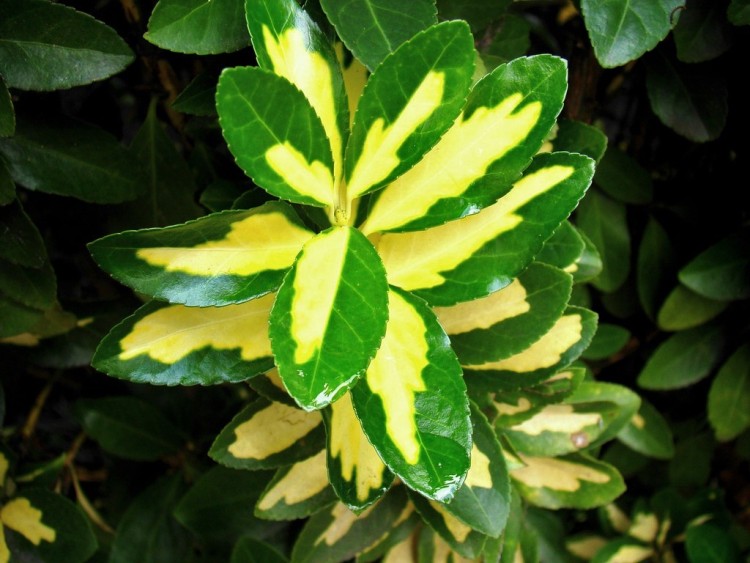 EUONYMUS JAPONICUS LIVORNESE