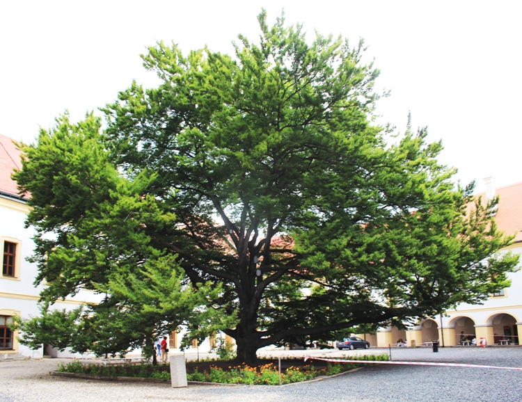 FAGUS SYLVATICA HETEROPHYLLAASPLENIFOLIA