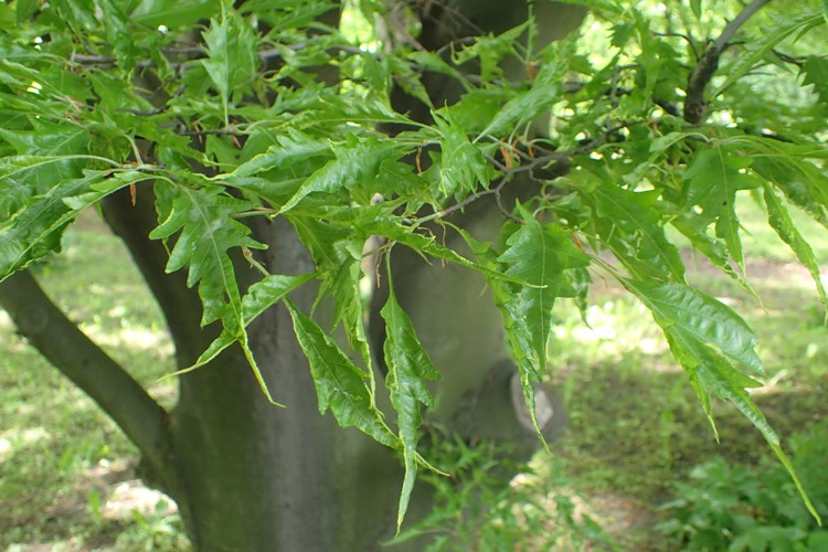 FAGUS SYLVATICA HETEROPHYLLAASPLENIFOLIA