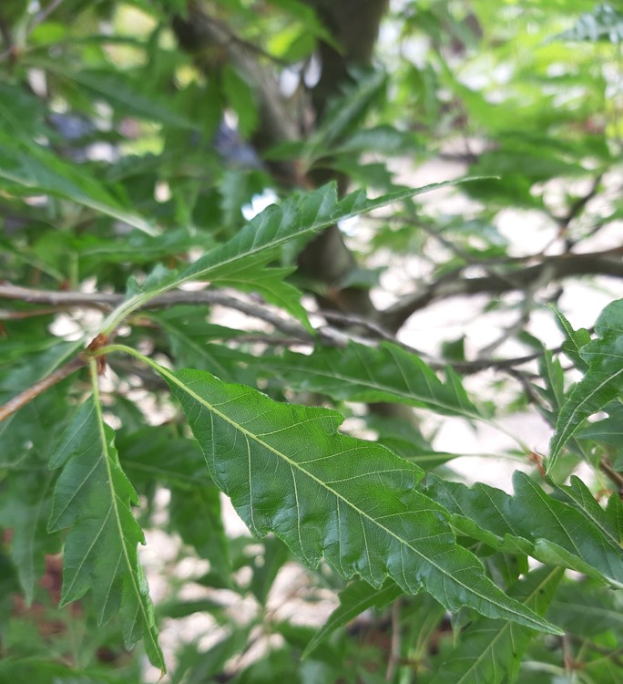 FAGUS SYLVATICA HETEROPHYLLAASPLENIFOLIA