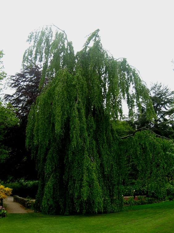 FAGUS SYLVATICA PENDULA