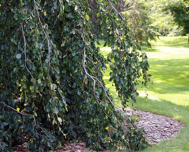 FAGUS SYLVATICA PENDULA