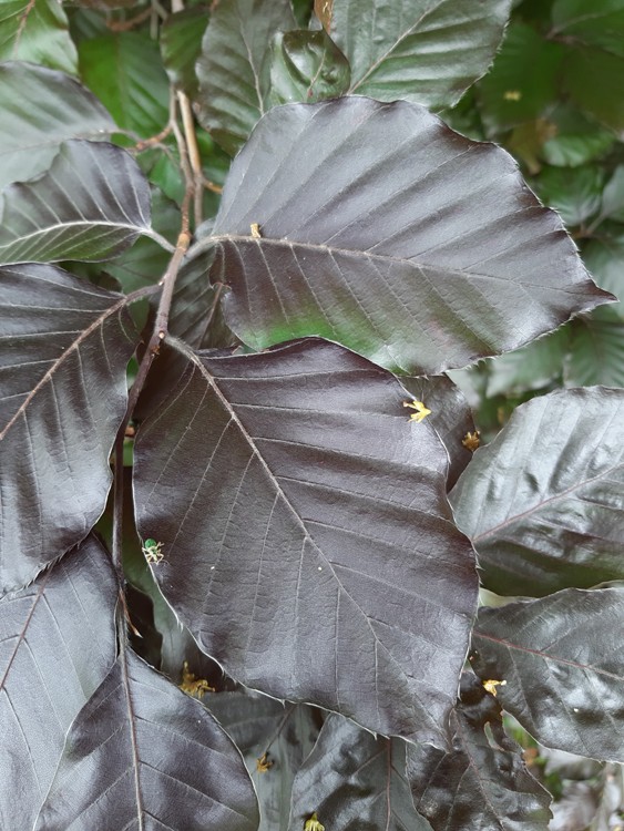 FAGUS SYLVATICA PURPUREA MAJOR