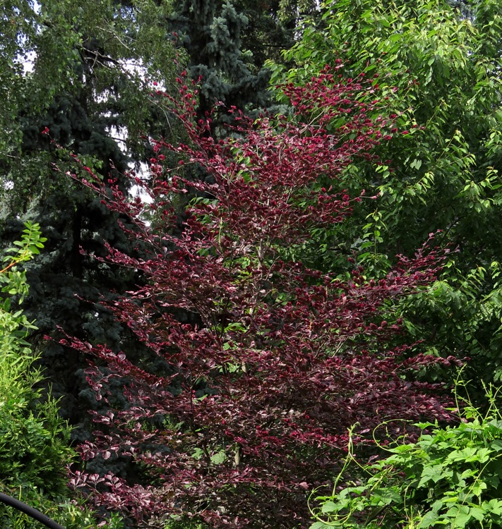 FAGUS SYLVATICA TRICOLOR