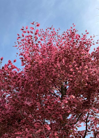 FAGUS SYLVATICA TRICOLOR