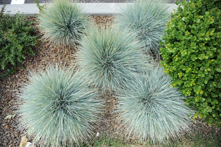 FESTUCA GLAUCA