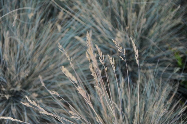 FESTUCA GLAUCA