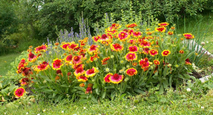 GAILLARDIA ARISTATA KOBOLD