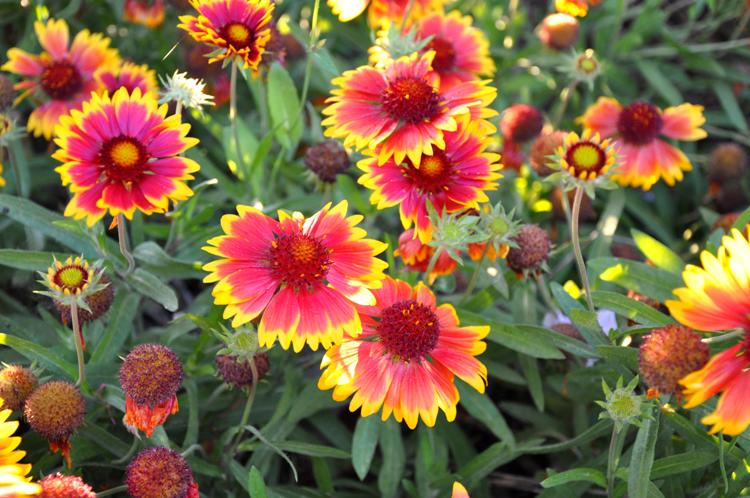 GAILLARDIA ARISTATA KOBOLD