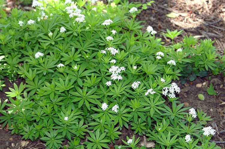 GALIUM ODORATUM