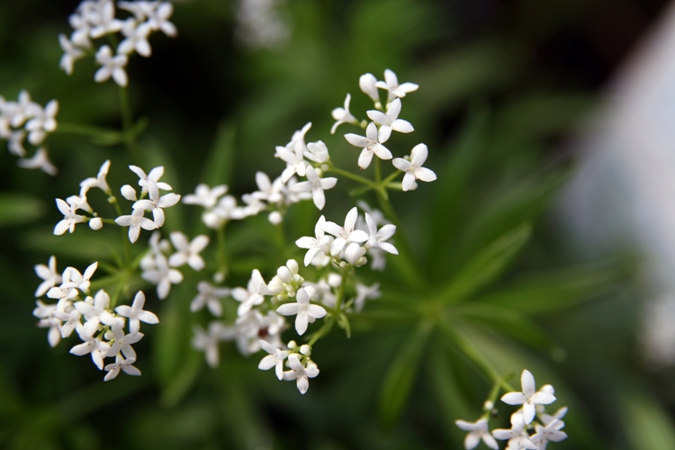 GALIUM ODORATUM