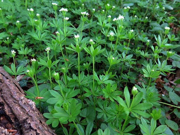 GALIUM ODORATUM