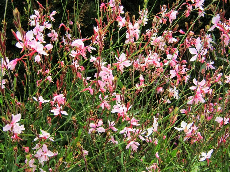 GAURA LINDHEIMERI SISKYOU PINK