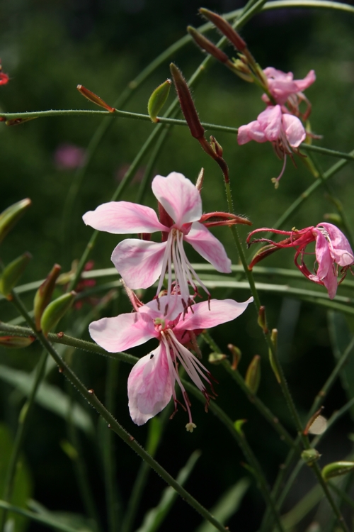 GAURA LINDHEIMERI SISKYOU PINK