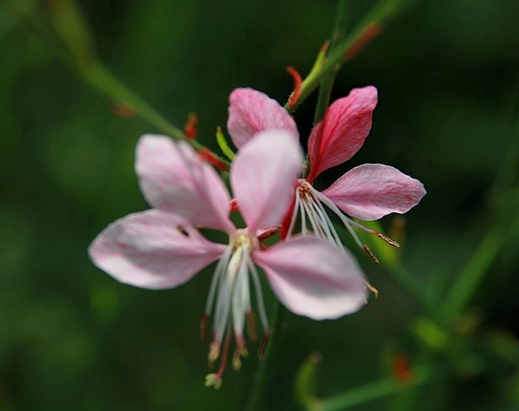 GAURA LINDHEIMERI SISKYOU PINK