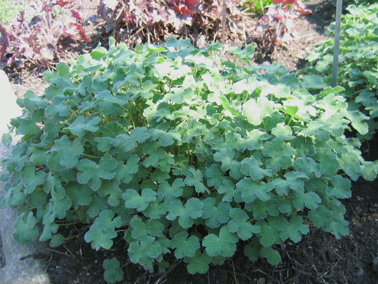 GERANIUM RENARDII