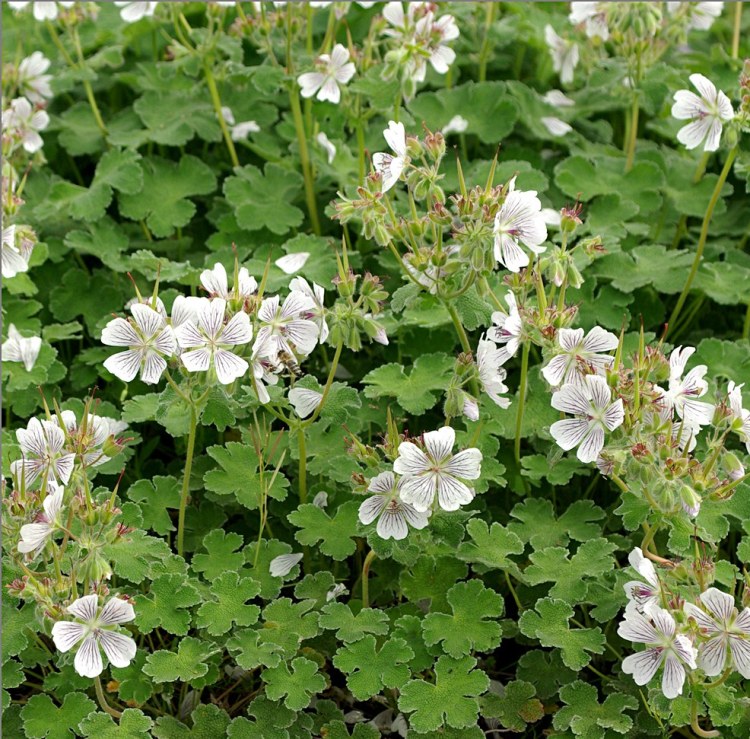 GERANIUM RENARDII