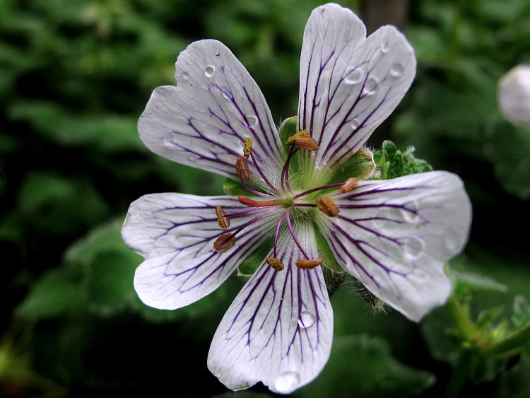 GERANIUM RENARDII
