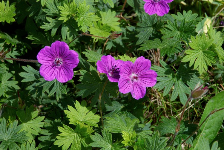 GERANIUM SANGUINEUM TINY MONSTER