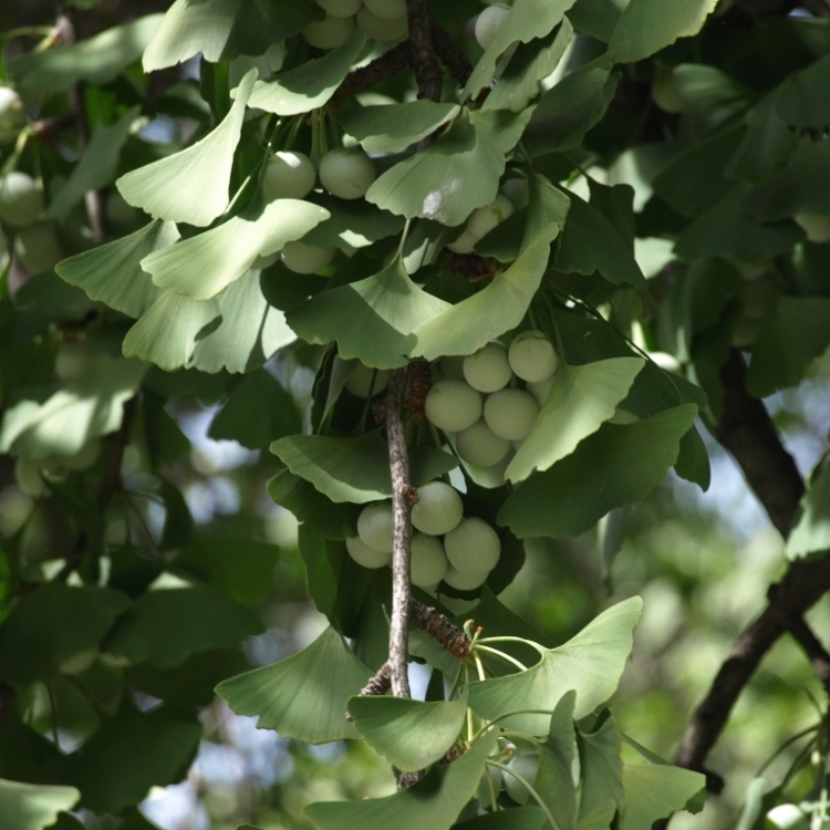 GINKGO BILOBA