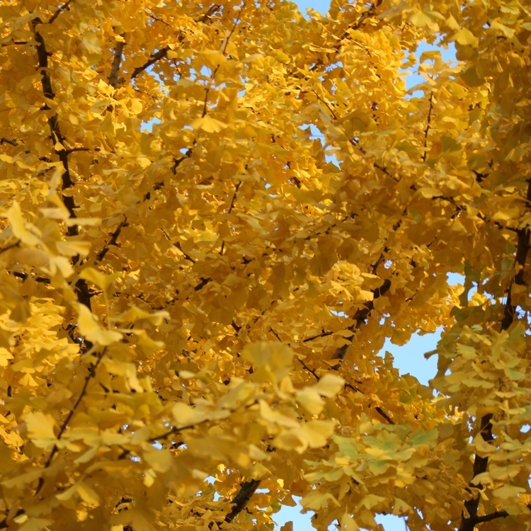 GINKGO BILOBA
