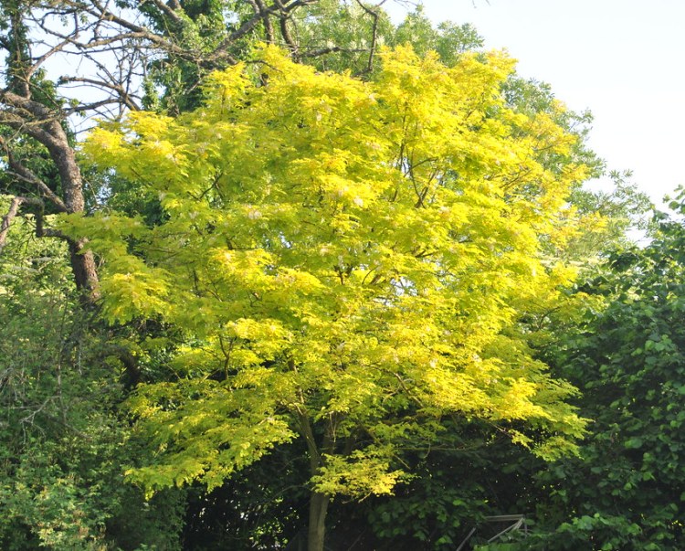 GLEDITSIA TRIACANTHOS SUNBURST
