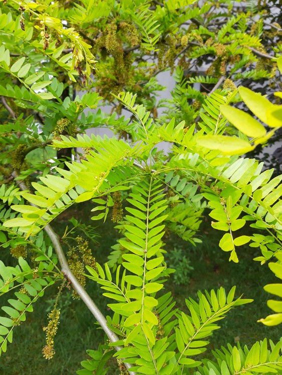 GLEDITSIA TRIACANTHOS SUNBURST