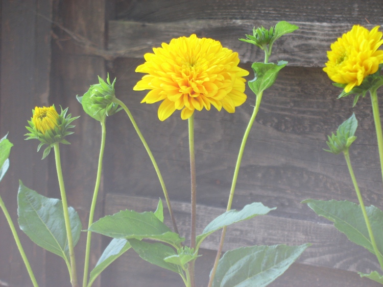 HELIANTHUS DECAPETALUS SOLEIL D'OR