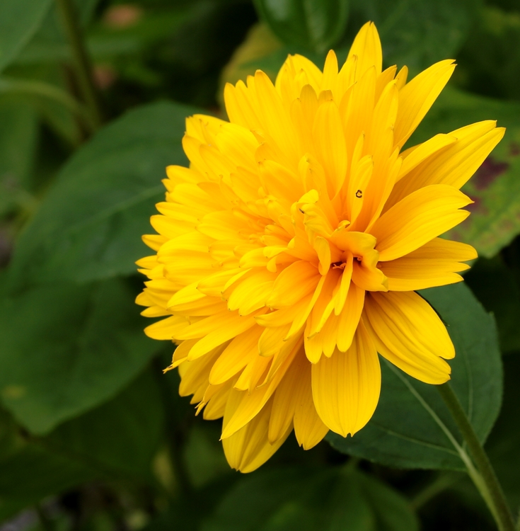 HELIANTHUS DECAPETALUS SOLEIL D'OR