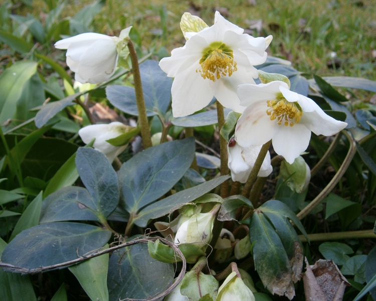 HELLEBORUS NIGER