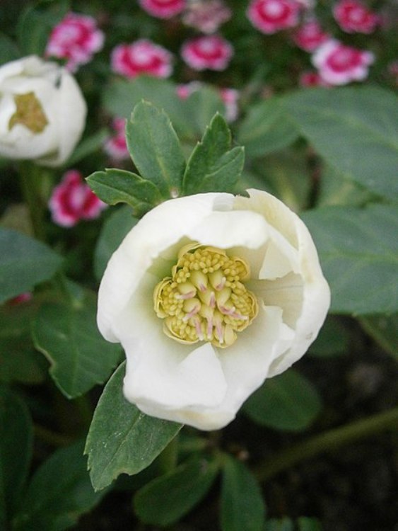 HELLEBORUS NIGER
