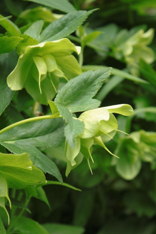 HELLEBORUS NIGER